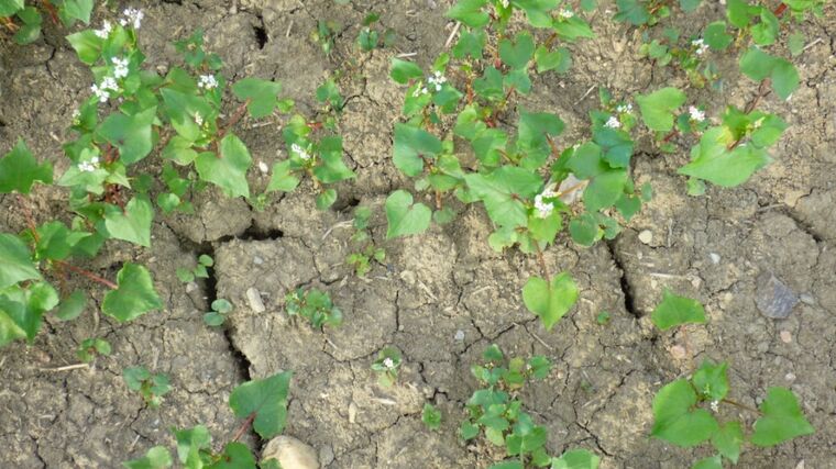 Polovina území ČR trpí silným půdním suchem, i kvůli suché a teplé zimě