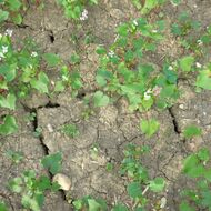 Polovina území ČR trpí silným půdním suchem, i kvůli suché a teplé zimě