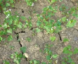 Polovina území ČR trpí silným půdním suchem, i kvůli suché a teplé zimě