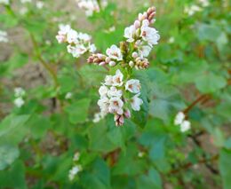 Pozvánka na Pohankovou slavnost 2025