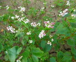 Webinář: Význam meziplodin v regenerativním zemědělství