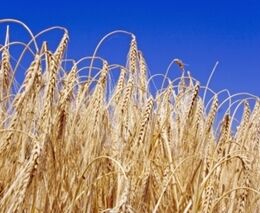 APK-Inform: Sklizeň obilovin na Ukrajině kvůli invazi klesne o více než polovinu