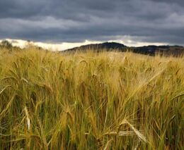 SZPI: Dosud zkontrolované vzorky ukrajinského obilí byly v pořádku