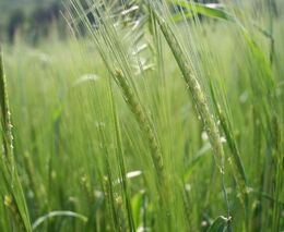 Studium v oboru zěmědělských činností a rostlinolékařství