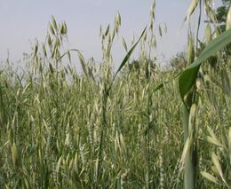 Zaměstnanci agrobaronů demonstrovali. S protesty nesouhlasíme, vzkázal zástupce malých farmářů