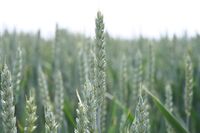 K radosti pana Mendela