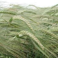 Středočeští zemědělci loni sklidili nejvíc obilí od roku 2016