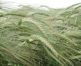 Předseda vlády Petr Fiala dnes navštíví ministerstvo zemědělství