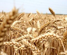 EU a Ukrajina jednají o nových kvótách na dovoz zemědělského zboží