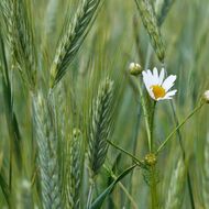 Seznam doporučených odrůd pro ekologické zemědělství 2026