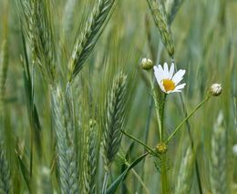 Poděkování vládě za využití selského rozumu aneb co dobrého přineslo vyjednávání změny SZP?