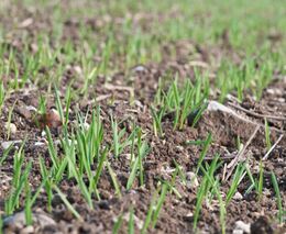 Sucho a pokles účinnosti přípravků na ochranu rostlin mění skladbu plodin v ČR 