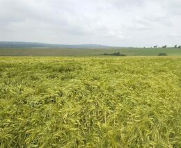 Pojišťovna: Červnové krupobití zatím způsobilo zemědělcům škody za 10 mil. Kč
