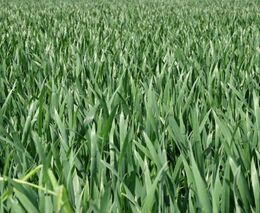 Vývoz pšenice a kukuřice z Ukrajiny klesne skoro o čtvrtinu, odhaduje náměstek