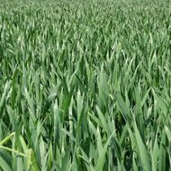 Hodně peněz za hnojiva, málo peněz za obilí. Zemědělci jsou v kleštích