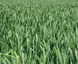 Vědci z VUT vyvíjejí stroj, který dokáže nahradit chemické ošetření osiva