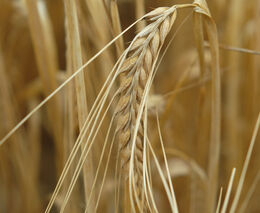 Pozvánka na dožínky ASZ ČR za účasti předsedy vlády