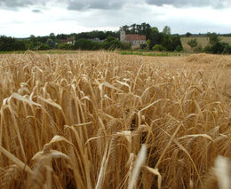 Tahanice o ukrajinské obilí. Jde o populistickou snahu zalíbit se ‚agrobaronům‘, míní experti