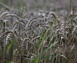 Rostliny ve stresu. Vědci zkoumají, jak ztížené podmínky ovlivňují zemědělské plodiny