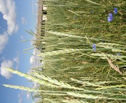 Spotřeba biopotravin v Česku roste, bio zemědělců ale přibývá pomalu