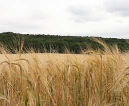 Odborníci: Za nižší výnosy obilnin mohou i mrazy a bouřky, nedostatek ale nebude