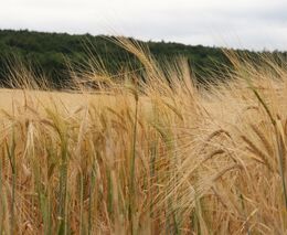 Ukrajina v dubnu zvýšila vývoz obilí na 3,62 milionu tun z 923.000 tun loni