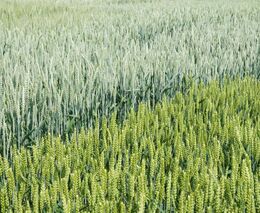 Pozvánka na „Polní den Energen – setkání v porostech“