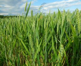Globální agrární obchod nebyl nikdy volný a férový. Válka odhalila jeho slabiny