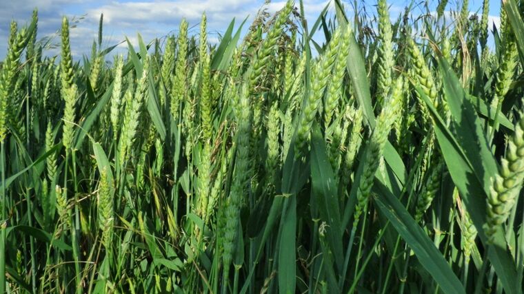 Riziko rakoviny způsobené pesticidy je někdy srovnatelné s kouřením, tvrdí studie