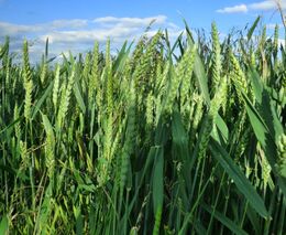 Zdražení jídla v minulosti vedlo k revolucím, varuje v reakci na vysoké ceny pšenice vědec Trnka