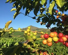 BBC: Vědci našli divoký druh kávovníku, který odolá oteplování