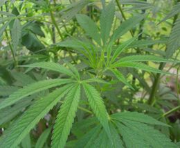 Plodina budoucnosti: technické konopí v centru pozornosti vědců, zemědělců a technologů