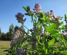 Seminář: Pícniny v aridních oblastech