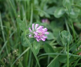 Kvetoucí jetel láká k focení, lidé ale úrodu ničí, stěžují si zemědělci