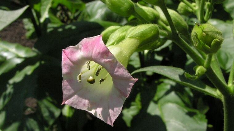 Regulace prodeje tabáku je nebezpečným precedentem