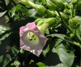 Regulace prodeje tabáku je nebezpečným precedentem