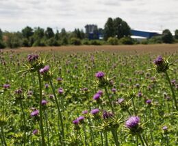 Fermentace ostropestřce pomůže koním vstřebat účinné látky