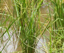 Plovoucí zahrady jsou pro farmáře spásou. Odolají záplavám i škůdcům