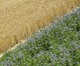 Zemědělský ekonom: Všechna orná půda v Česku by se měla kvůli válce osít