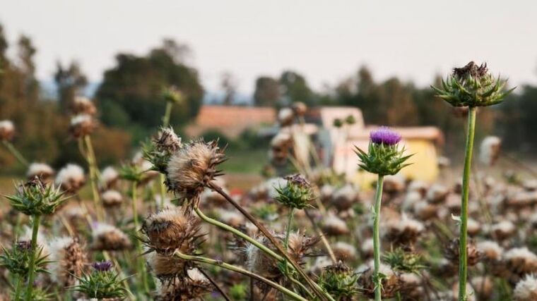 Pozvánka na seminář „Integrovaná ochrana a klíčové choroby polních plodin“
