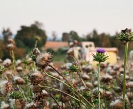 Seminář „Integrovaná ochrana a klíčové choroby polních plodin“