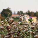 Pozvánka na seminář „Integrovaná ochrana a klíčové choroby polních plodin“