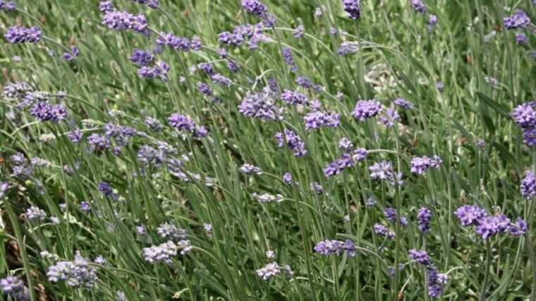 Nejlepší ekofarmou roku 2023 je rodinná bylinná farma Květomluva ve Vlachovicích 