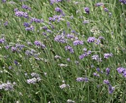 Nejlepší ekofarmou roku 2023 je rodinná bylinná farma Květomluva ve Vlachovicích