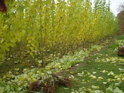 Energetické byliny ničí krajinu