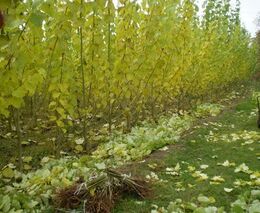 Energetické byliny ničí krajinu