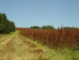 CZ Biom vyzývá pěstitele energetických plodin ke spolupráci