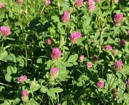 Víceleté pícniny podporují ukládání uhlíku v půdě