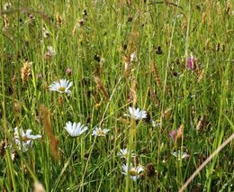 Výzkum mezidruhových kříženců zefektivní šlechtění zemědělských plodin