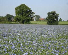 Len je znovu in. V Česku ale chybí pěstitelé i zpracovatelé